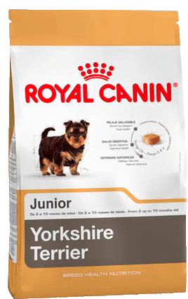 Yorkshire Terrier Puppy X 1Kg