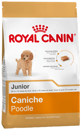 Poodle Puppy X 1Kg