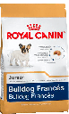 Bulldog Frances Puppy X 3Kg